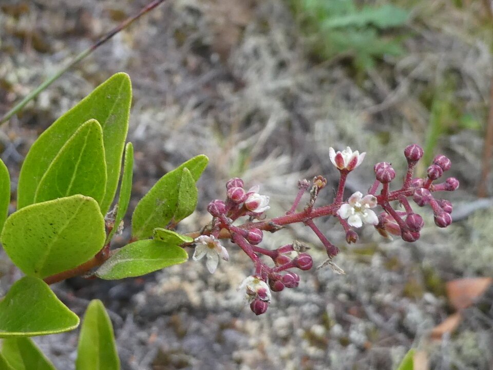 Embelia_angustifolia_Liane_savon_MYRSINACEAE_Endemique_Reunion_Maurice_P1050467