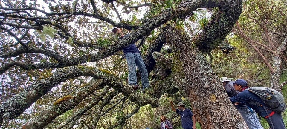 Eradication_passiflore_banane_dans_arbre_a_orchidees_de_Vivienne_20221101_105551