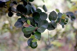 Eugenia buxifolia Bois de nèfles Myrtaceae Endémique La Réunion 6131