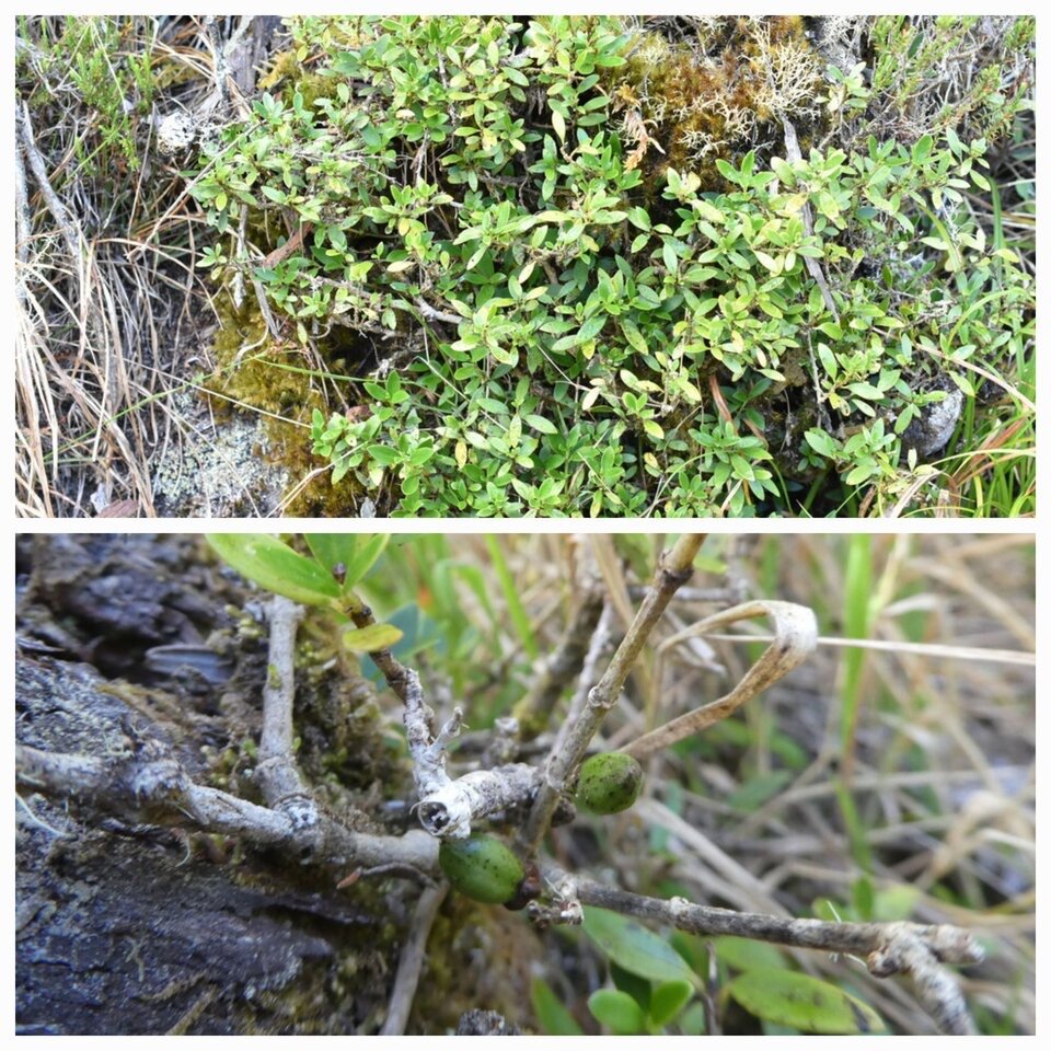 Geniostoma_pedunculatum_Petit_Bois_de_piment_LOGANIACEAE_Endemique_Reunion_Maurice_20221101_212626