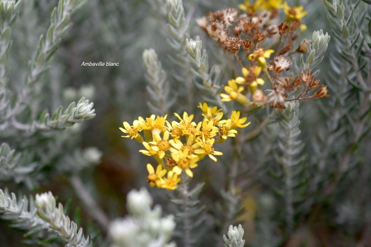 Hubertia tomentosa Ambaville blanc Asteraceae Endémique La Réunion 6111