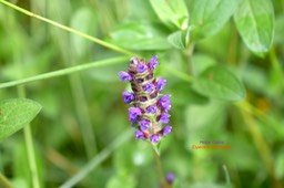 Prunella vulgaris Herbe Catois Lamiaceae E