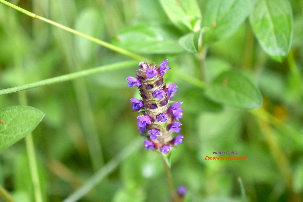 Prunella vulgaris Herbe Catois Lamiaceae E