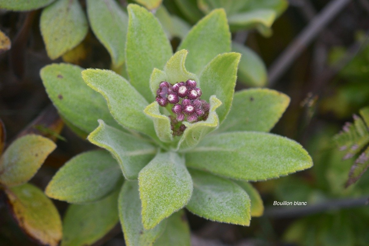 Psiadia anchusifolia Bouillon blanc Asteraceae Endémique La Réunion 6126