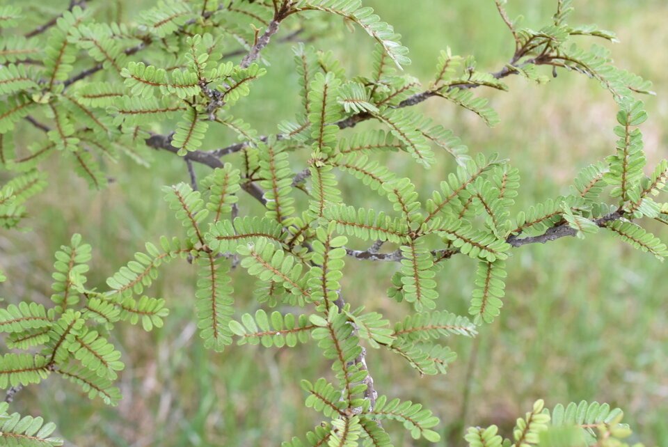 Sophora_denudata_Petit_tamarin_FABACEAE_Endemique_Reunion_MB3_0097