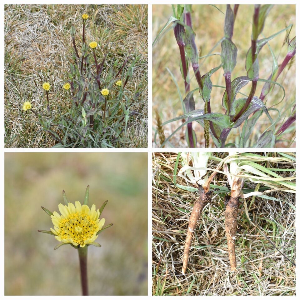 Tagopogon_pratensis_Salsifis_des_pres_ASTERACEAE_espece_envahissante_20221101_212717