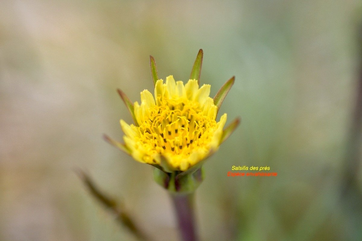 Tragopogon pratensis Salsifis des prés Asteraceae E