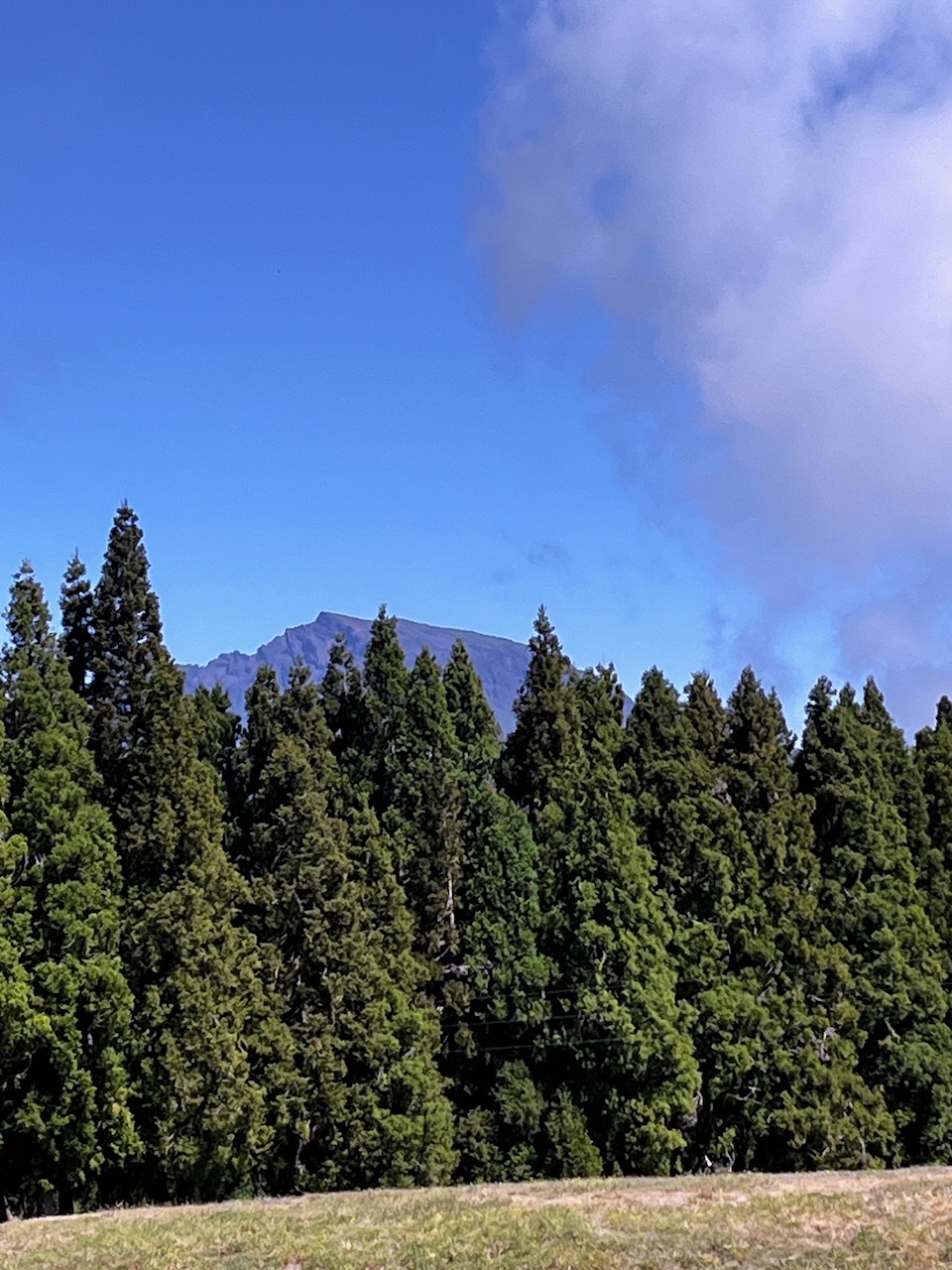 1. Le Piton des Neiges  depuis le TamarinDodo IMG_8013.JPG.jpeg