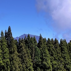 1. Le Piton des Neiges  depuis le TamarinDodo IMG_8013.JPG.jpeg