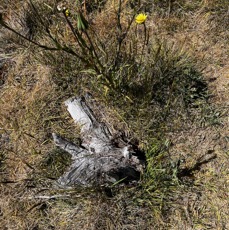 4.Tragopogo5. n pratensis Salsifis des prés Asteraceae E E  IMG_8017.JPG.jpeg
