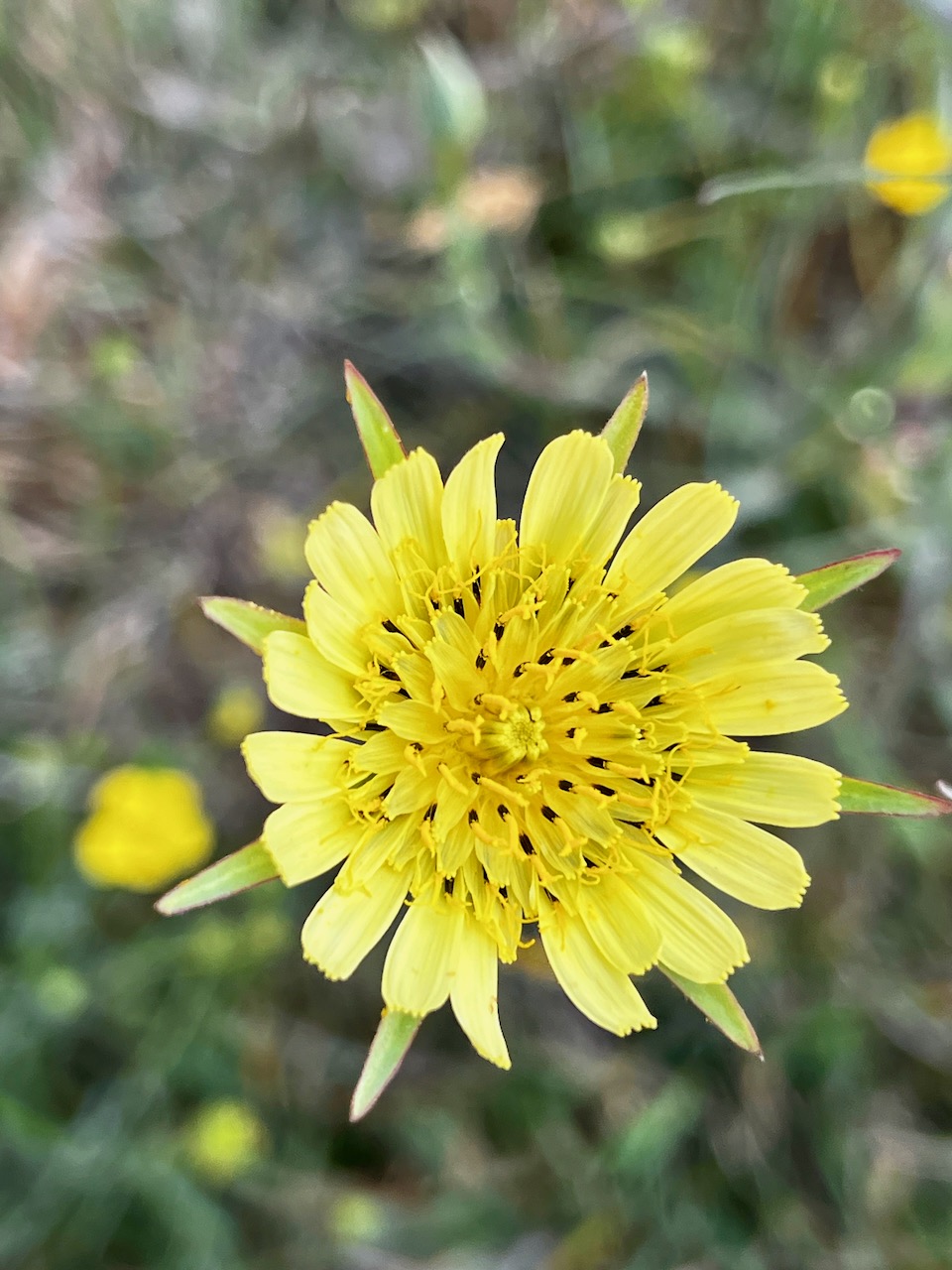 5.Fleur Tragopogon pratensis Salsifis des prés Asteraceae E E.jpeg