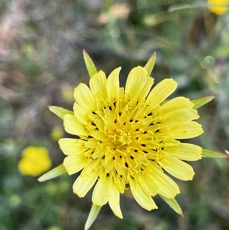 5.Fleur Tragopogon pratensis Salsifis des prés Asteraceae E E.jpeg