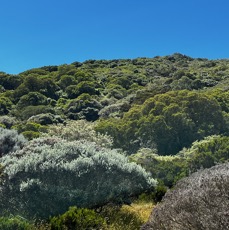 6. Sur le sentier, la végétation entre ±  1800-1900m.jpeg