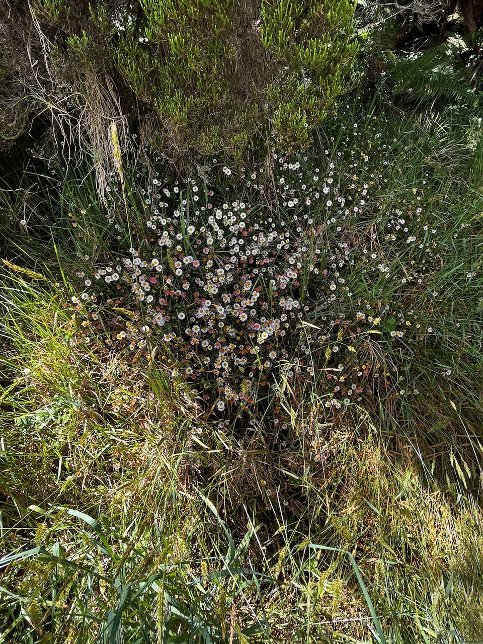 8. Erigeron karvinskianus Marguerite folle ASTERAC. Mexique, C. Am..jpeg