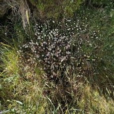 8. Erigeron karvinskianus Marguerite folle ASTERAC. Mexique, C. Am..jpeg