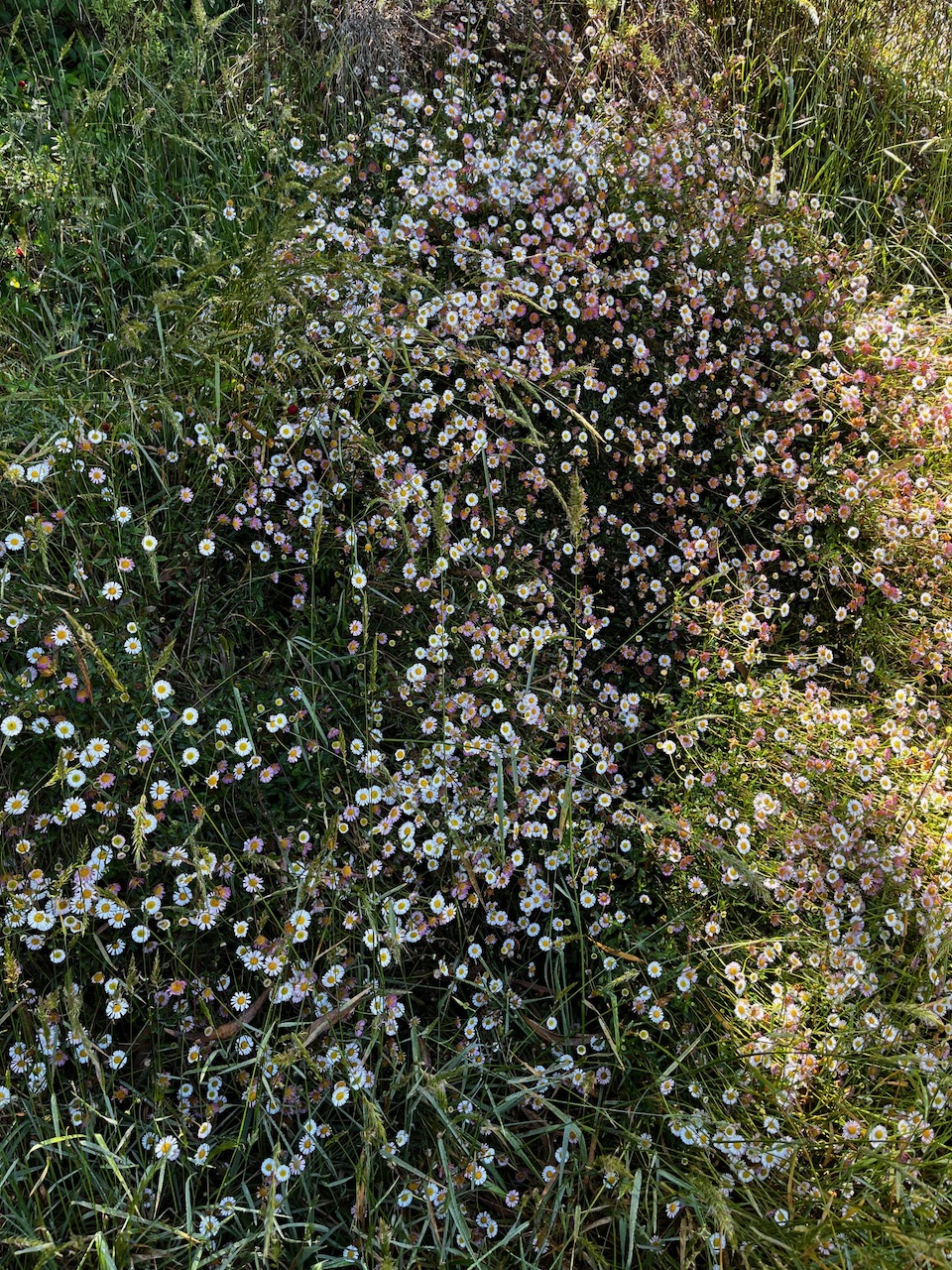 14. Envahissante Erigeron karvinskianus.jpeg