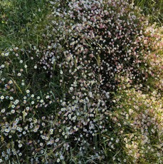14. Envahissante Erigeron karvinskianus.jpeg