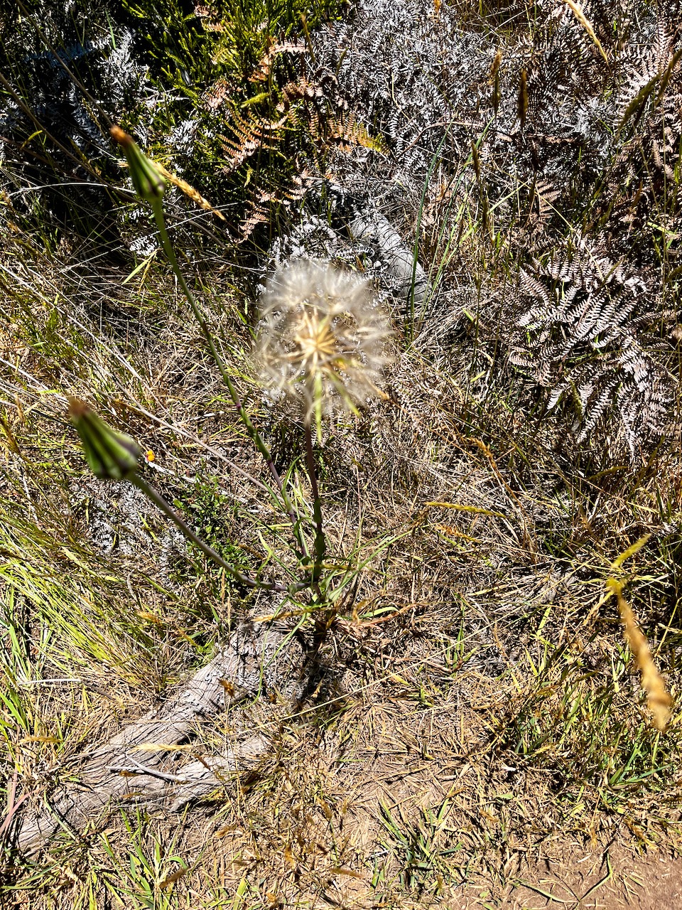16. Fruits Tragopogon pratensis Salsifis des prés Asteraceae E E.jpeg