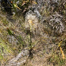 16. Fruits Tragopogon pratensis Salsifis des prés Asteraceae E E.jpeg
