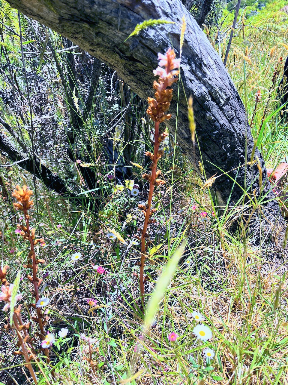 17. Orobanche minor OROBANCHACEE Indigène ?.jpeg