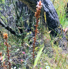 17. Orobanche minor OROBANCHACEE Indigène ?.jpeg