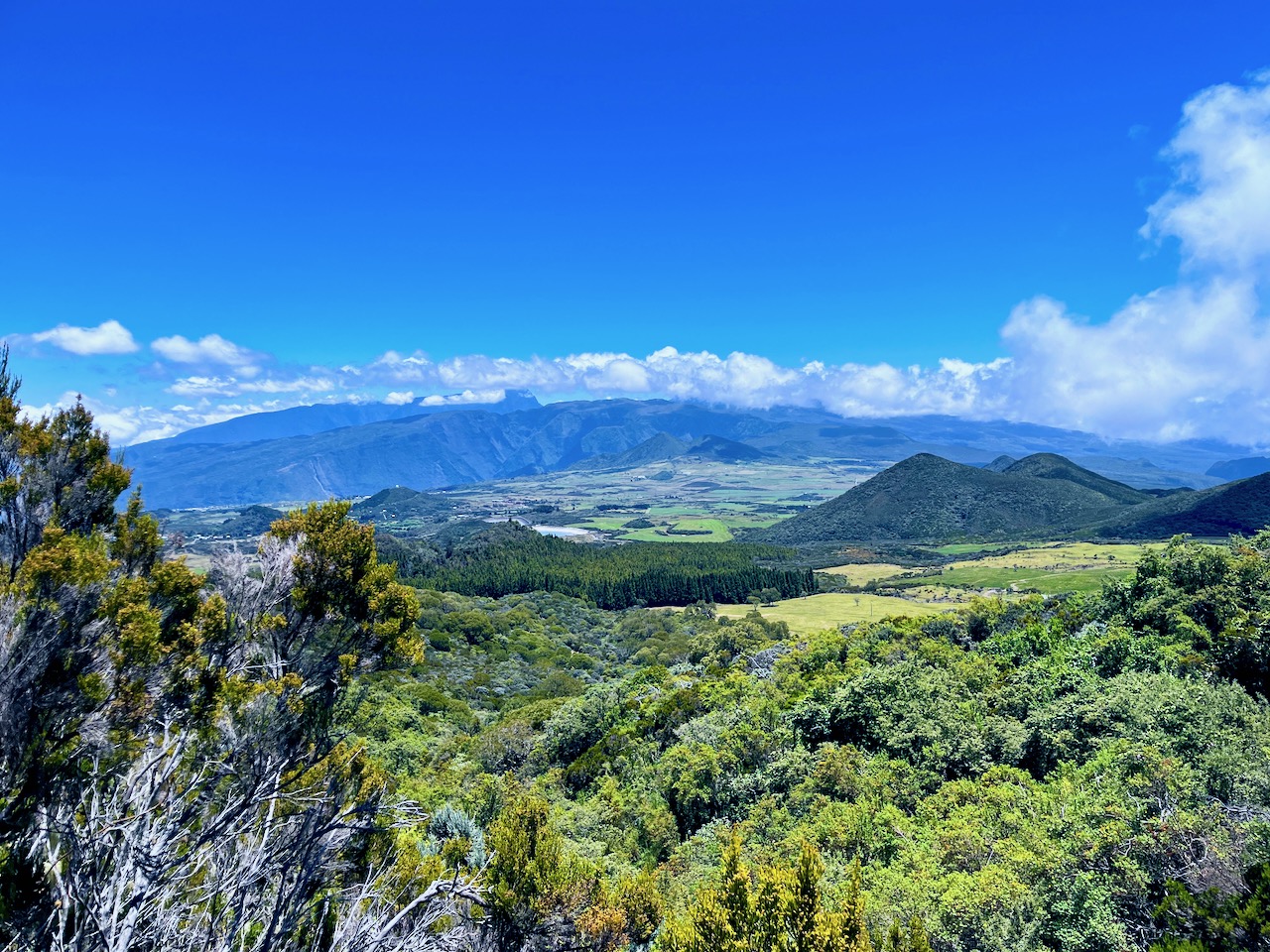 19. Au centre à droite de la forêt de Cryptomerias, le Piton Rouge.jpeg