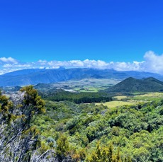 19. Au centre à droite de la forêt de Cryptomerias, le Piton Rouge.jpeg