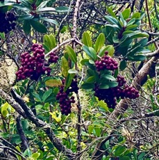 24. Fruits de Embelia angustifolia - Liane savon - Myrsinaceae - Endémique BM.jpeg