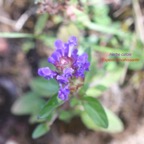 Prunella vulgaris Herbe catois Lamiaceae E E 45.jpeg