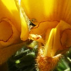 Qui mange les fleurs d'Ulex europaeus (3).JPG