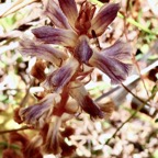 Orobanche minor.orobanchaceae.amphinaturalisé..jpeg