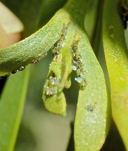 larves de psylle ? ?   sur acacia heterophylla.PB020048