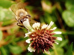 Meme l'abeille a eu droit a sa flute  pour l'anniversaire de Gislein !