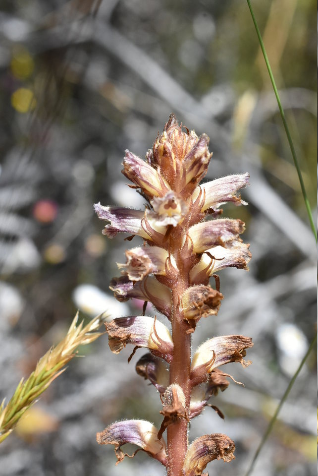 Orobanche minor - OROBANCHACEAE - Espece parasite potentiellment envahissante