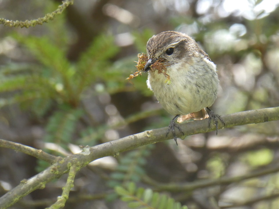 Saxicola tectes - Tec-tec - MUSCICAPIDAE - Endémique Réunion - P1020917