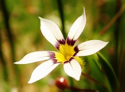 Sisyrhinchium micranthum