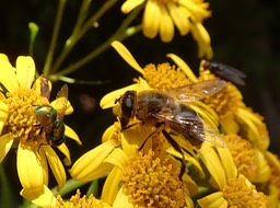 Syrphe et autres disptères sur Faujasia salicifolia