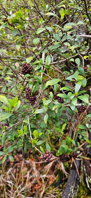 1 Embelia angustifolia Liane savon Primulaceae ENDEMIQUE LA REUNION, MAURICE