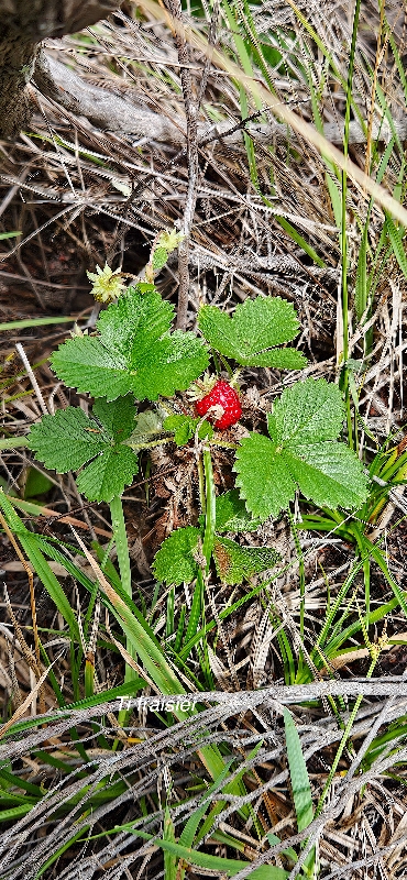 11 Fragaria vesca Ti fraisier Rosaceae AMPHINATURALISE ENVAHISSANT