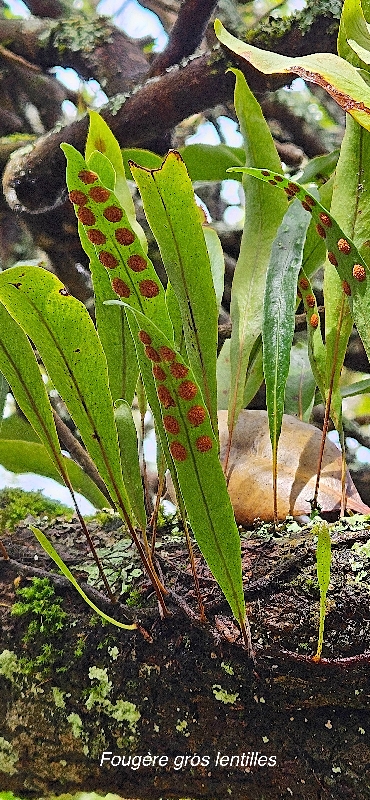 18 Pleopeltis macrocarpa FOUGERE gros lentilles Polypodiaceae INDIGENE LA REUNION 