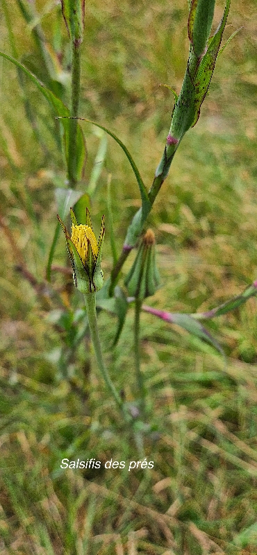 32 Tragopogon pratensis Salsifis des PRES Asteraceae   STENONATURALISE  ENVAHISSANT SEULEMENT EN MILIEUX PERTURBES