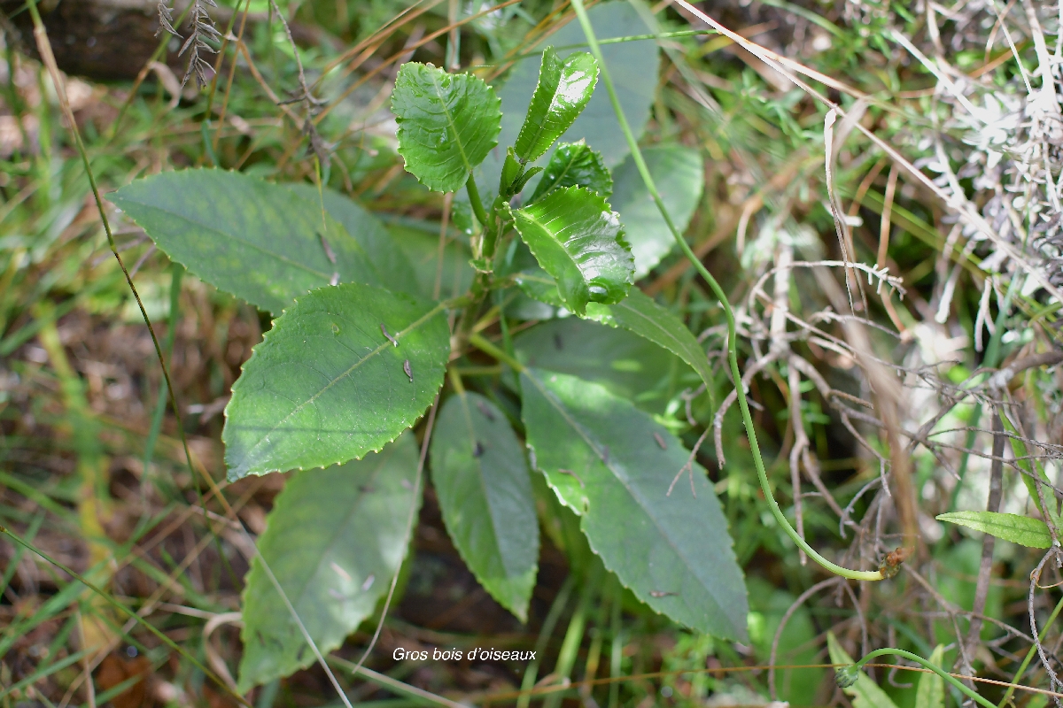 34 Claoxylon glandulosum Gros bois D OISEAUX Euphorbiaceae ENDEMIQUE LA REUNION 