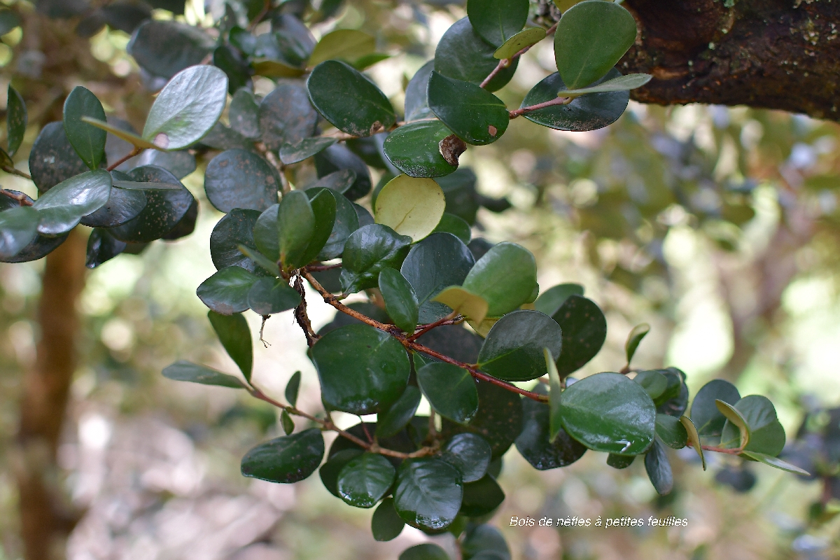 35 Eugenia buxifolia Bois de NEFLES A petites feuilles Myrtaceae ENDEMIQUE LA REUNION