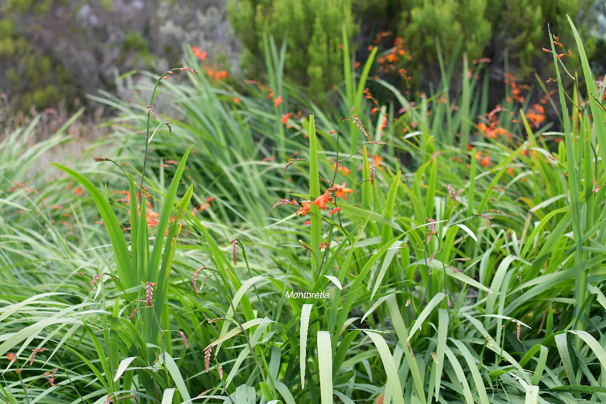 37 Crocosmia x crocosmiiflora MONTBRETIA Iridaceae AMPHINATURALISE ENVAHISSANT