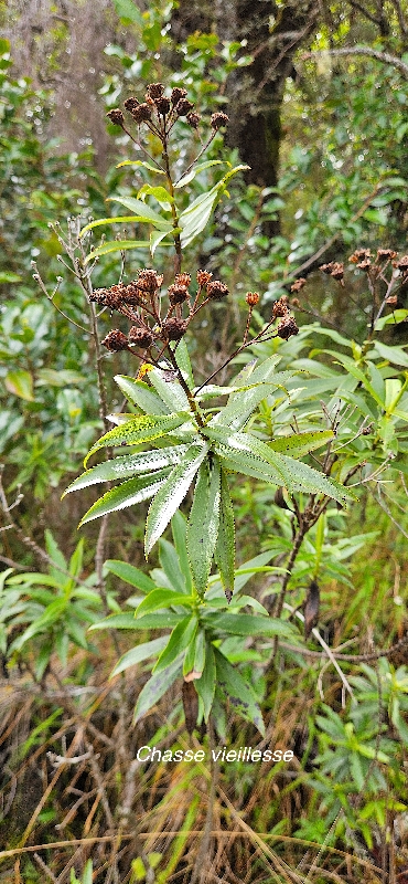 5 Faujasia salicifolia Chasse vieillesse Asteraceae ENDEMIQUE LA REUNION