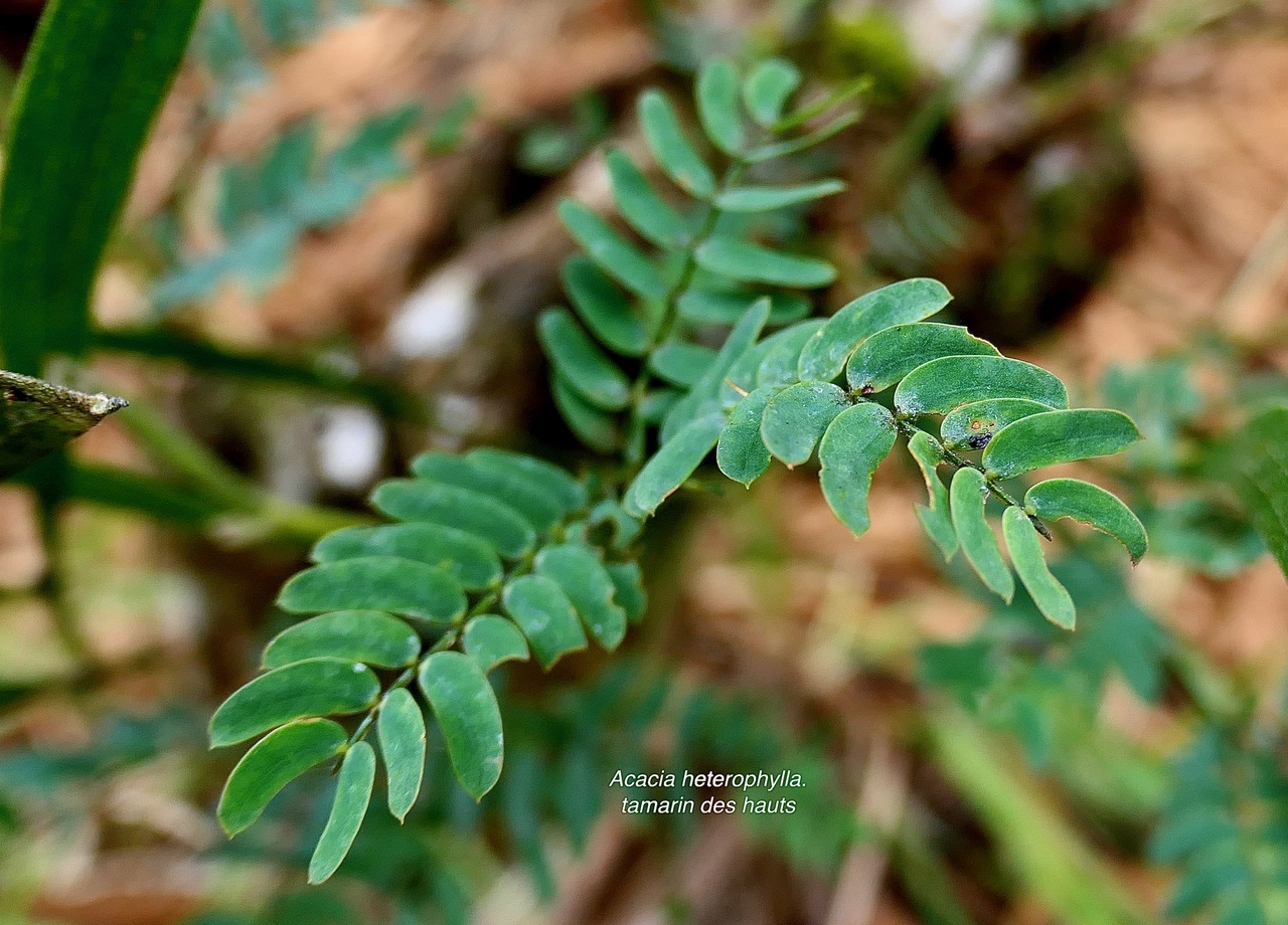 Acacia heterophylla.tamarin des hauts ( feuillage jeune. feuilles composées ) .fabaceae.endémique Réunion.