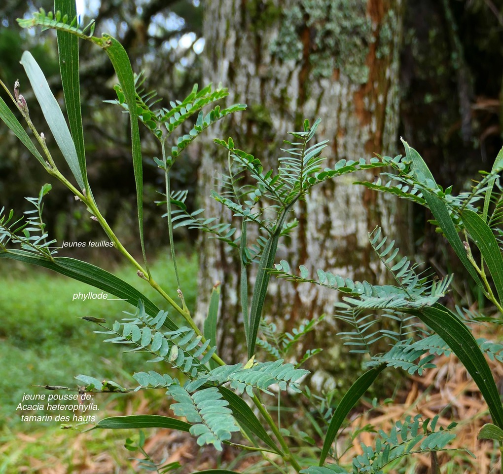 Acacia heterophylla.tamarin des hauts.fabaceae.endémique Réunion. (1)