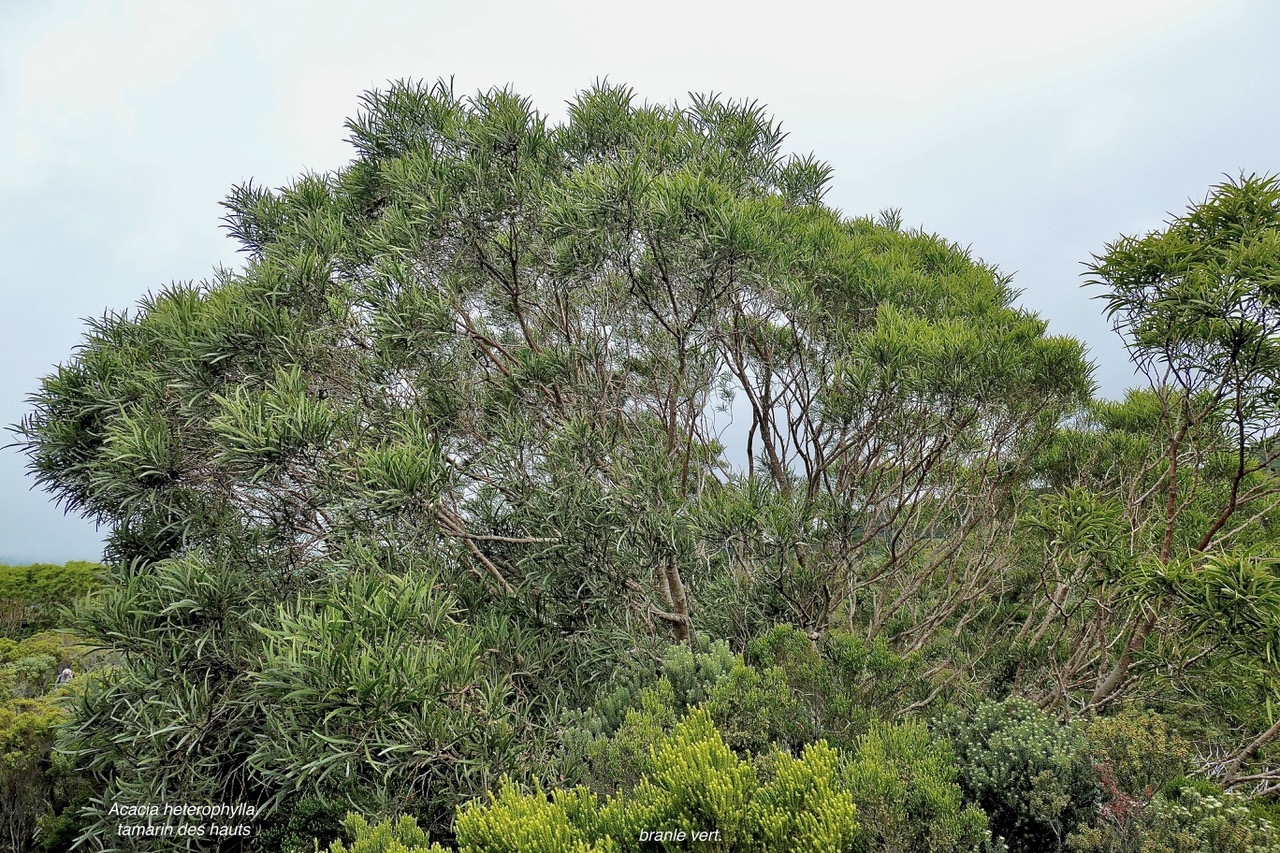 Acacia heterophylla.tamarin des hauts.fabaceae.endémique Réunion