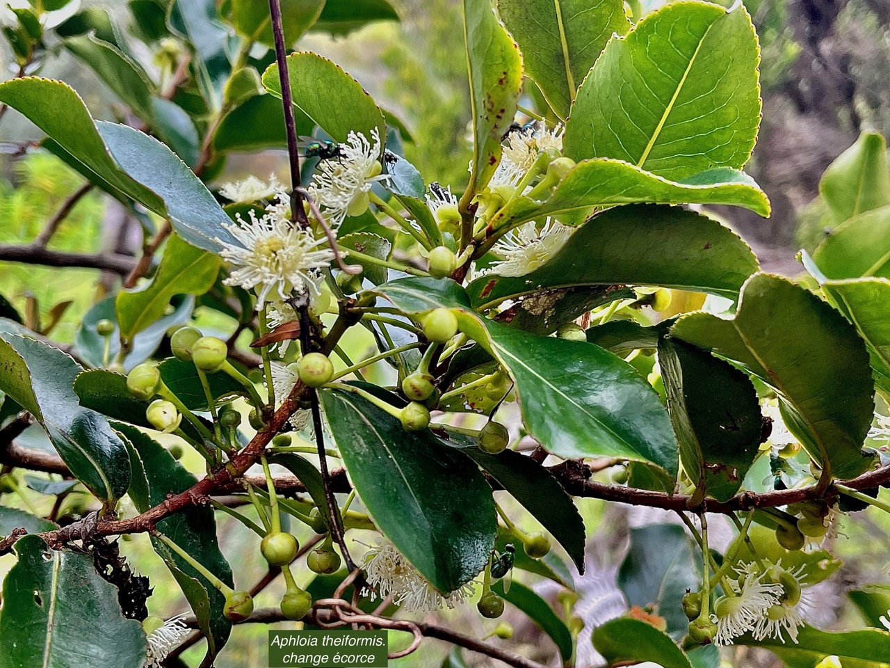 Aphloia theiformis.change écorce.( avec fleurs et boutons floraux ) aphloiaceeae.indigène Réunion