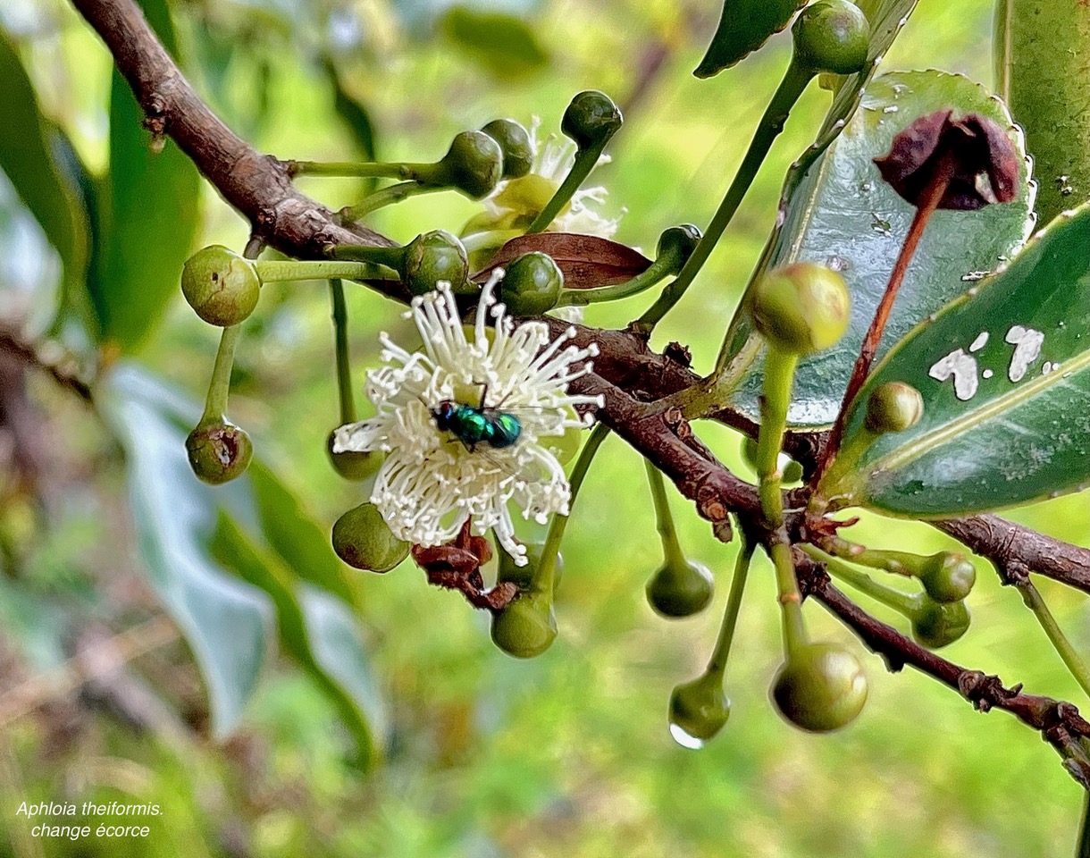 Aphloia theiformis.change écorce.aphloiaceeae.indigène Réunion